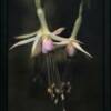 Denise Ross - Three Graces? Handmade Gelatin