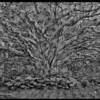 Sandy King - Xalapa Fig / Carbon print