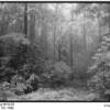 Silver Gelatin - David Vestal