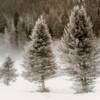 Tim Rudman - Family of Trees / 2nd Pass Lith