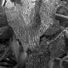 Steve Anchell - Seaweed / Large Format Silver Gelatin
