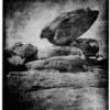 Lith Print on Slavich 1st place 2010- Gayle Eidson