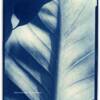 Cyanotype 3rd place winner 2010 - Priscilla Monger