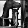 David Spear - Horses/ Silver Gelatin
