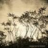 Vicki Reed- Dancing Trees / Lith Print