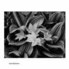 Bruce Barnbaum - Raspberry & Corn Lily / Silver Gelatin