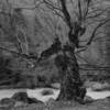 Sandy King - Old Beach Tree / Carbon Print