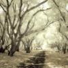 Digital Infrared- Kathleen Carr 
